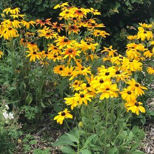 Meet your Posher, Sheila